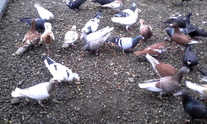  - Noutati 2018 In voliera Matca si puii