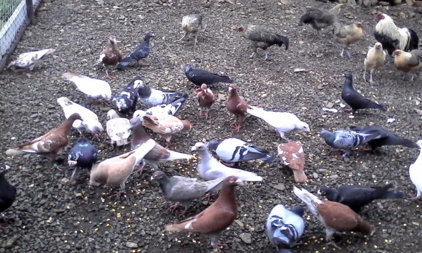  - Noutati 2018 In voliera Matca si puii