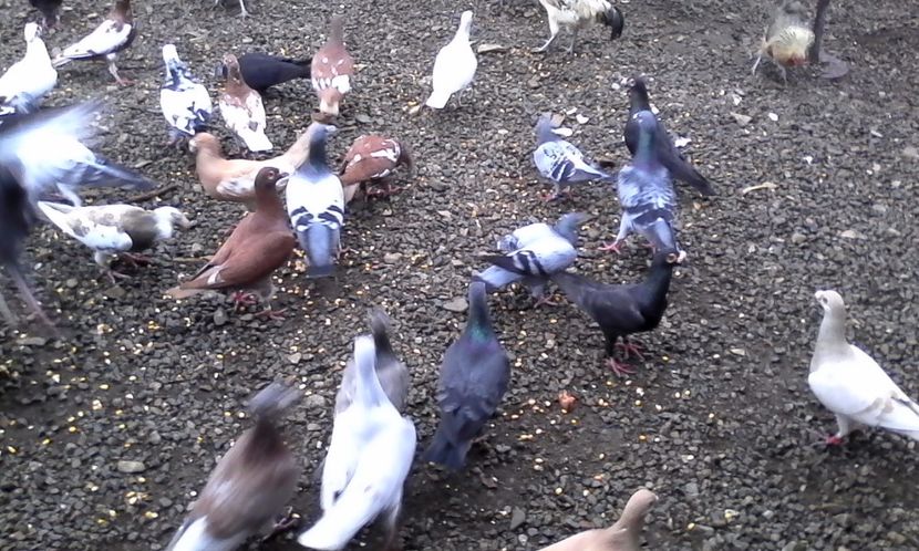  - Noutati 2018 In voliera Matca si puii