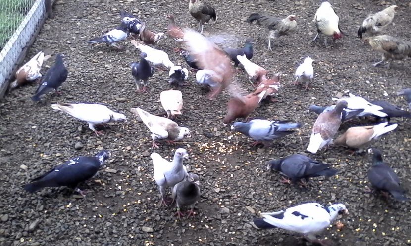  - Noutati 2018 In voliera Matca si puii