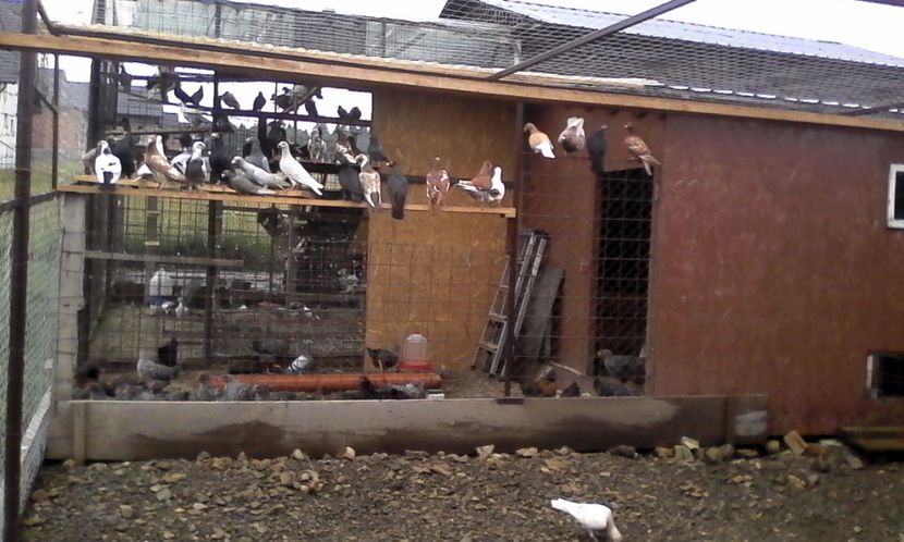  - Noutati 2018 In voliera Matca si puii