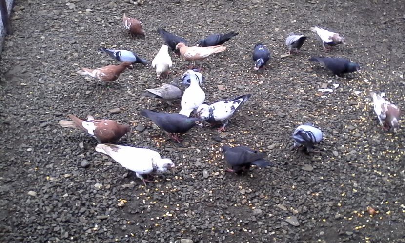  - Noutati 2018 In voliera Matca si puii