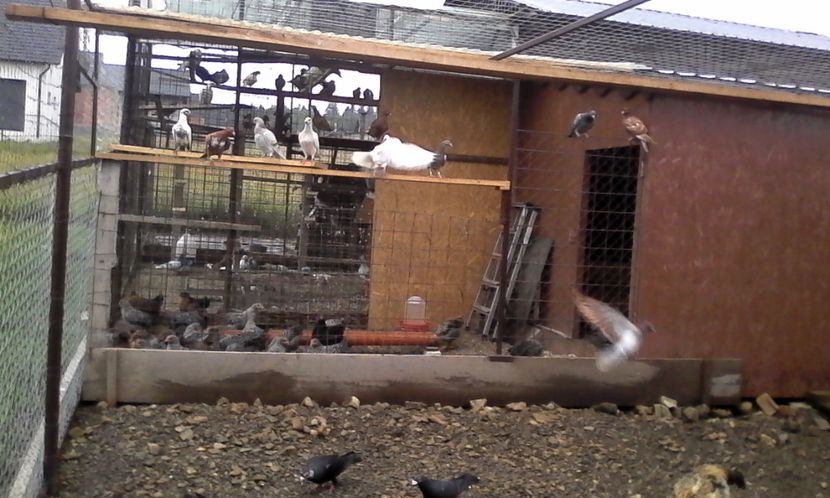  - Noutati 2018 In voliera Matca si puii