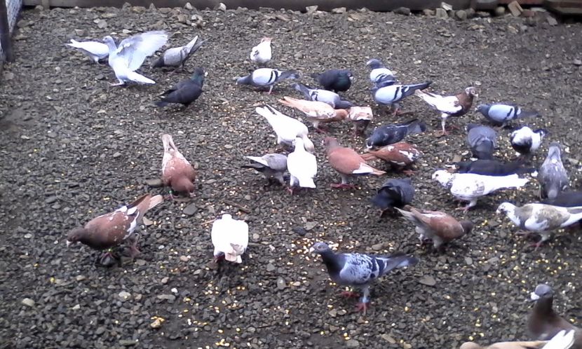  - Noutati 2018 In voliera Matca si puii