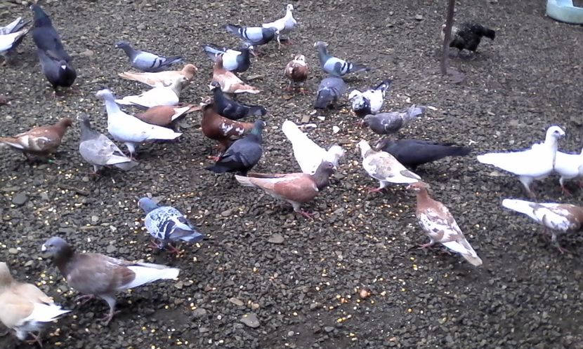  - Noutati 2018 In voliera Matca si puii