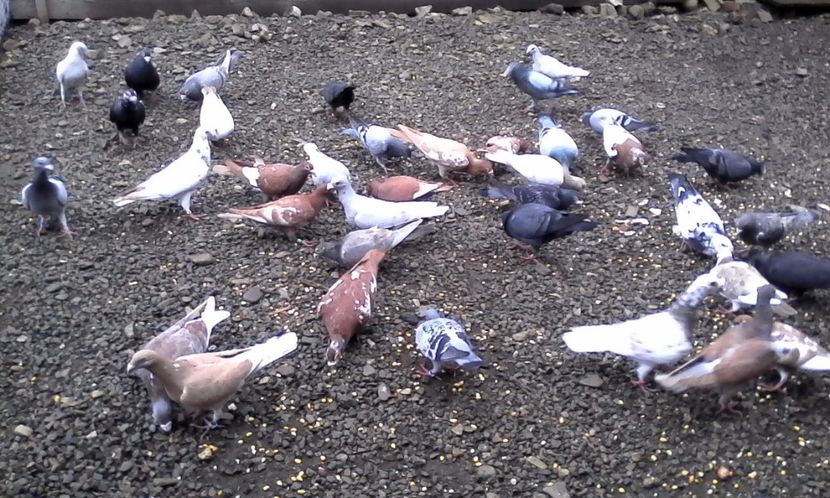  - Noutati 2018 In voliera Matca si puii