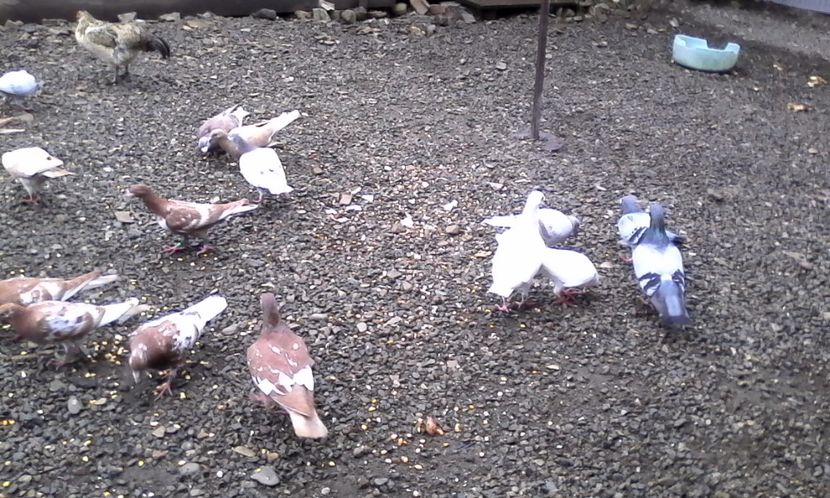  - Noutati 2018 In voliera Matca si puii