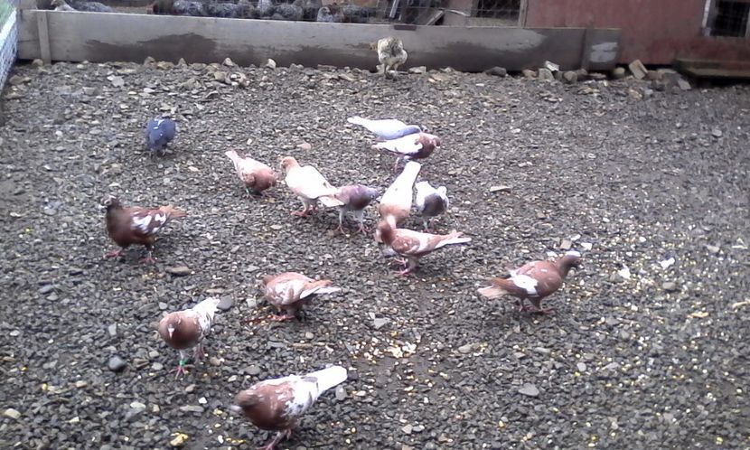  - Noutati 2018 In voliera Matca si puii