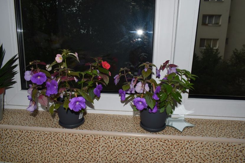 Purple King - Achimenes