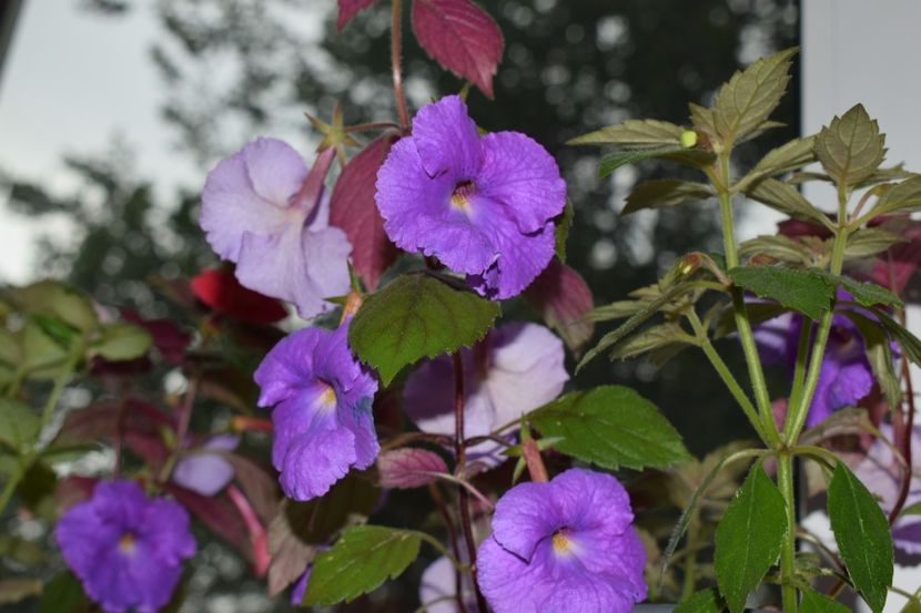 Poza de familie - Achimenes