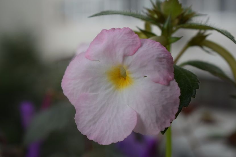  - Achimenes