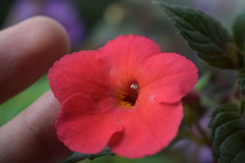  - Achimenes