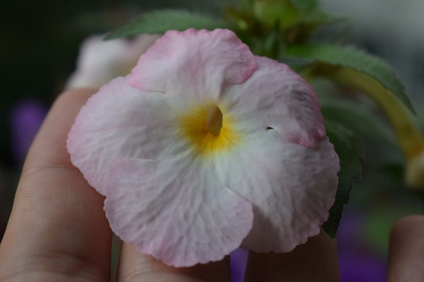 Vie en rose - Achimenes