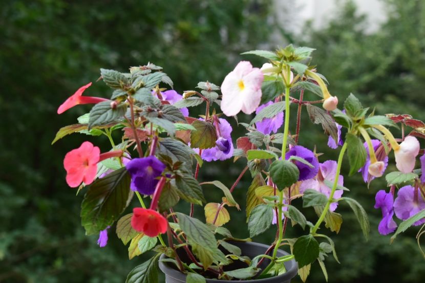  - Achimenes