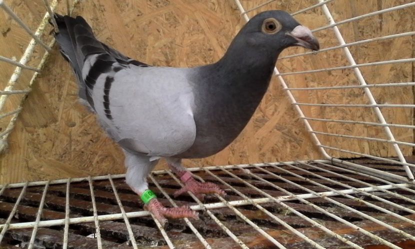  - DE VINZARE voiajori Stil vechi