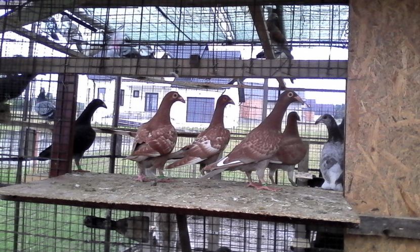  - DE VINZARE voiajori Stil vechi