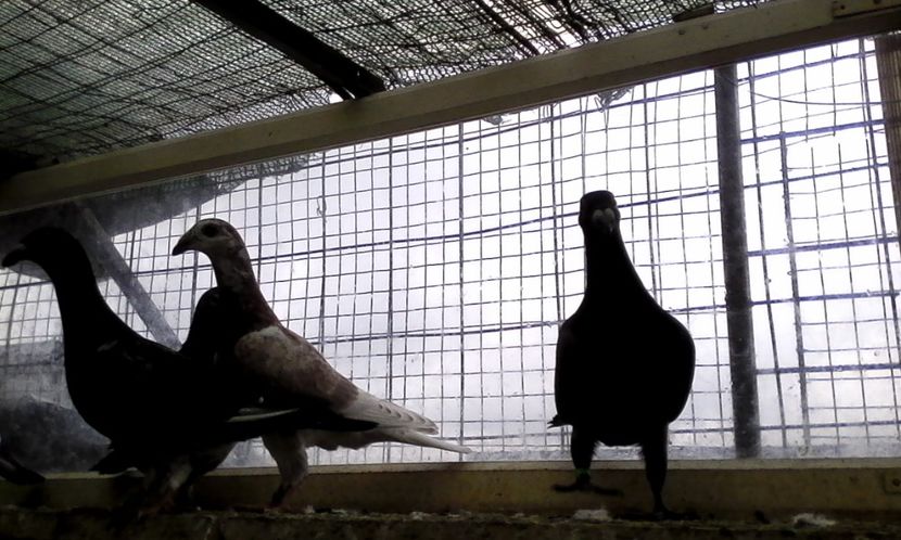  - DE VINZARE voiajori Stil vechi