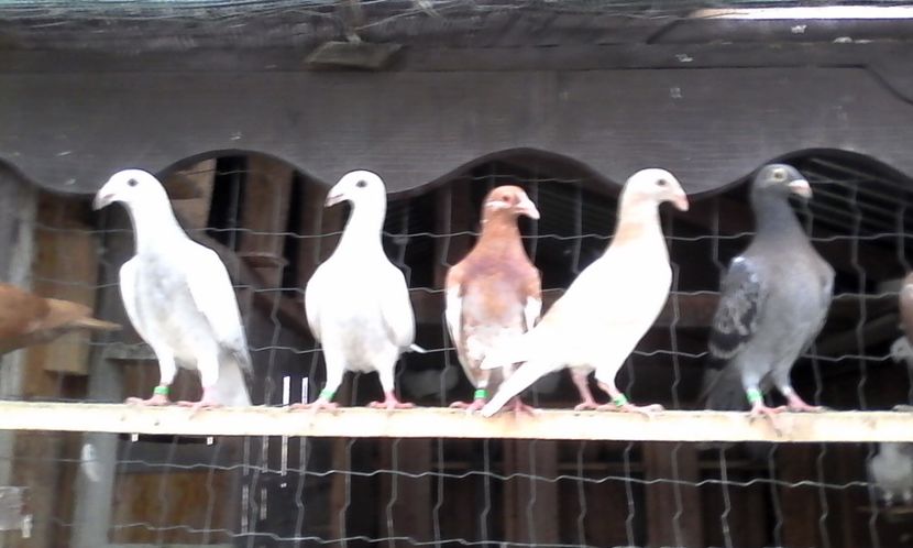  - DE VINZARE voiajori Stil vechi