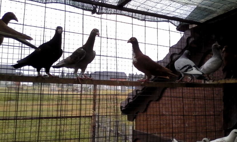  - DE VINZARE voiajori Stil vechi