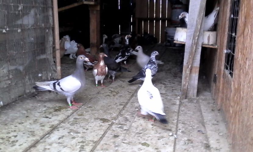  - DE VINZARE voiajori Stil vechi