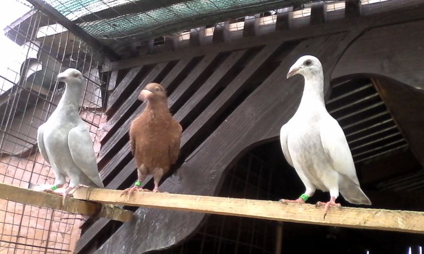  - DE VINZARE voiajori Stil vechi