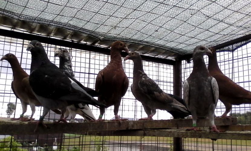  - DE VINZARE voiajori Stil vechi