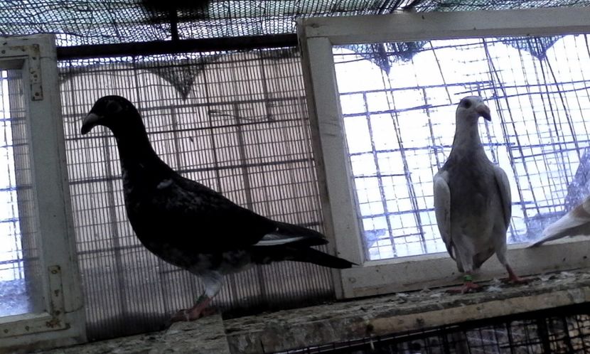  - DE VINZARE voiajori Stil vechi