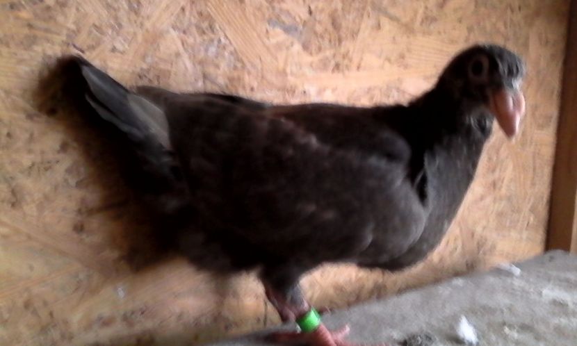  - DE VINZARE voiajori Stil vechi