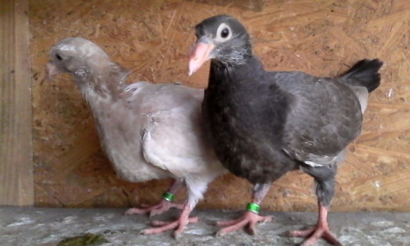  - DE VINZARE voiajori Stil vechi