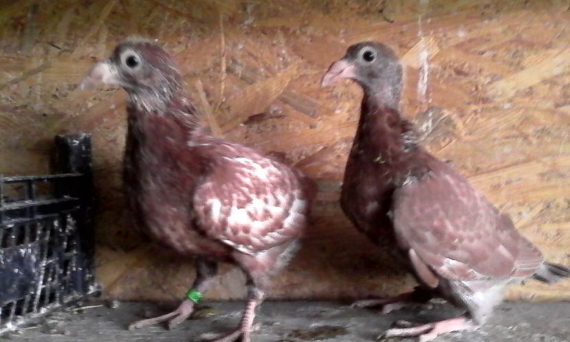  - DE VINZARE voiajori Stil vechi