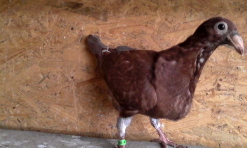  - DE VINZARE voiajori Stil vechi