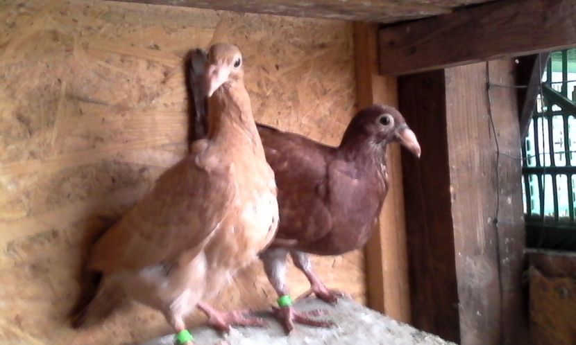  - DE VINZARE voiajori Stil vechi