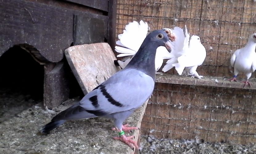  - DE VINZARE voiajori Stil vechi