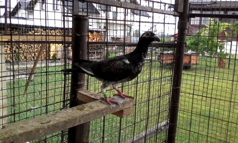  - DE VINZARE voiajori Stil vechi