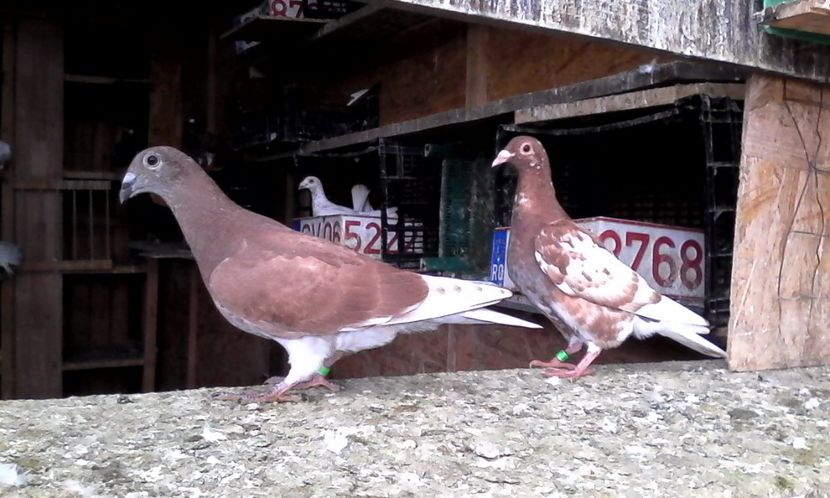  - DE VINZARE voiajori Stil vechi