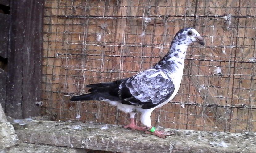  - DE VINZARE voiajori Stil vechi