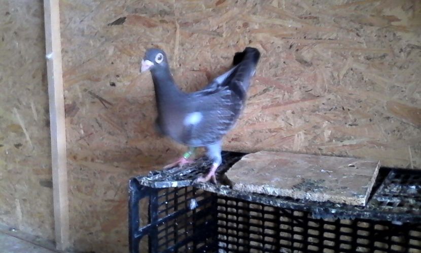  - DE VINZARE voiajori Stil vechi