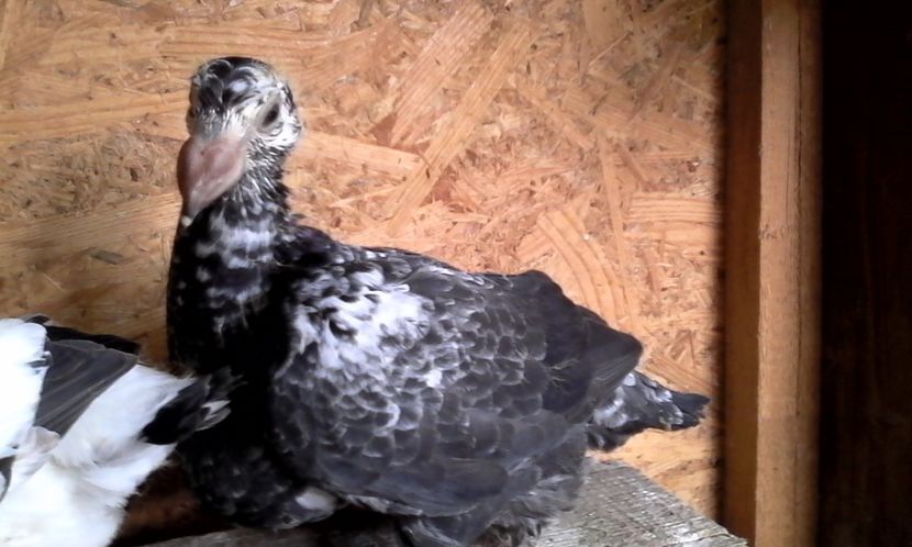  - DE VINZARE voiajori Stil vechi