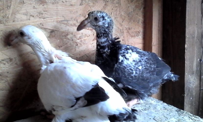  - DE VINZARE voiajori Stil vechi