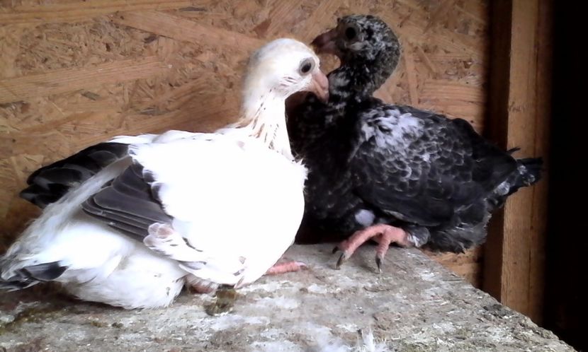  - DE VINZARE voiajori Stil vechi