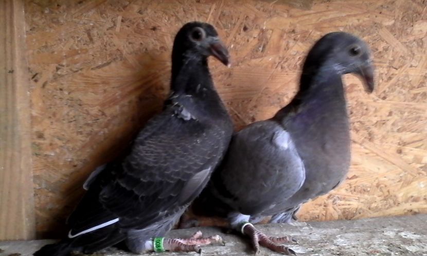  - DE VINZARE voiajori Stil vechi