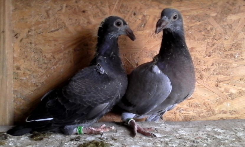  - DE VINZARE voiajori Stil vechi