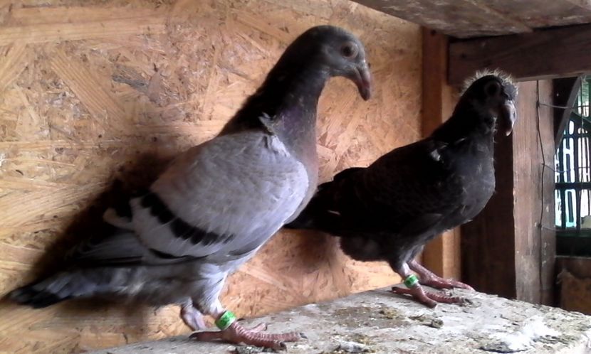  - DE VINZARE voiajori Stil vechi