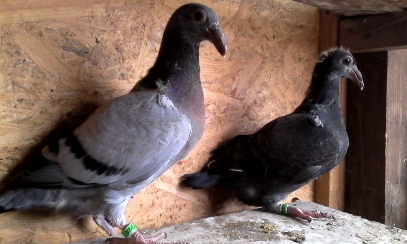  - DE VINZARE voiajori Stil vechi