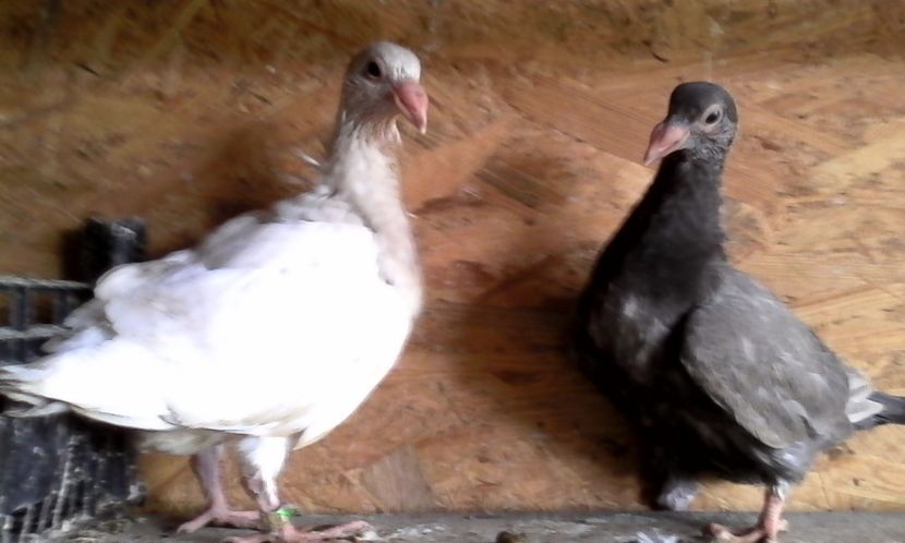  - DE VINZARE voiajori Stil vechi