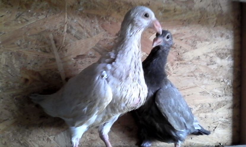  - DE VINZARE voiajori Stil vechi