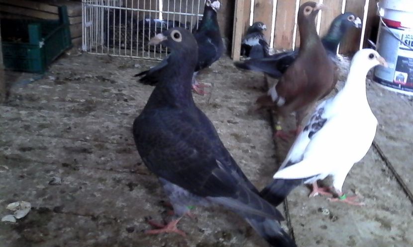  - DE VINZARE voiajori Stil vechi