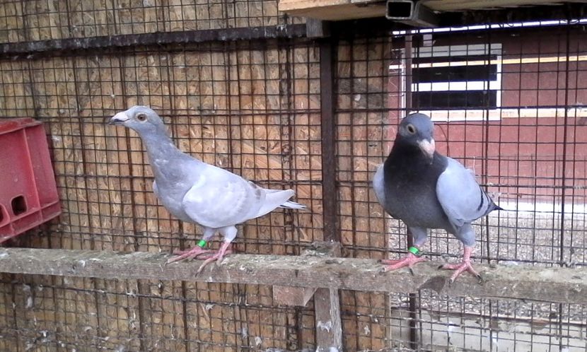  - DE VINZARE voiajori Stil vechi