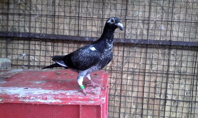  - DE VINZARE voiajori Stil vechi