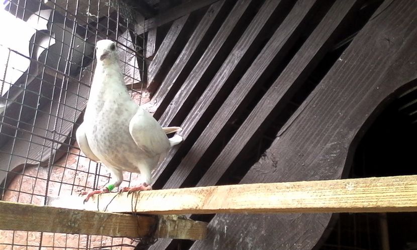  - DE VINZARE voiajori Stil vechi